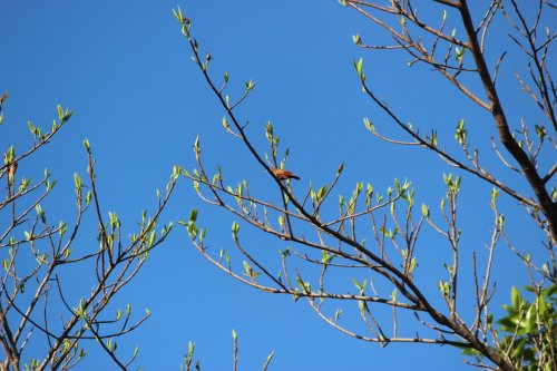 IMG_4117